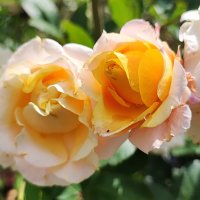 ,,, :: Сергей Тимоновский