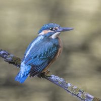 зимородок :: юрий макаров