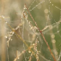 *** :: Елена Kазак (selena1965) *** :: Елена Kазак (selena1965)