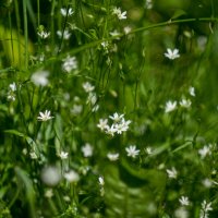 ___ :: Yuriy V ___ :: Yuriy V