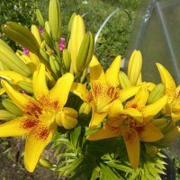 "Львиное сердце" распускается :: BoxerMak Mak