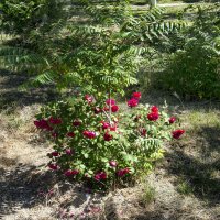 Розы :: Анатолий Чикчирный Розы :: Анатолий Чикчирный