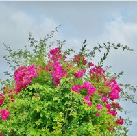 КУСТ... :: Elvira E. КУСТ... :: Elvira E.