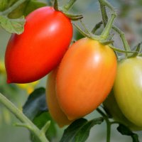 Помидорки :: Татьяна Лютаева