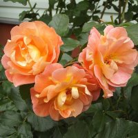 Розы :: Freddy 97