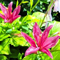 Лилии :: Наталья 