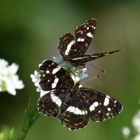 Дневные бабочки :: Геннадий Супрун Дневные бабочки :: Геннадий Супрун