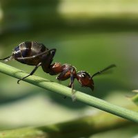 По наклонной :: Геннадий Супрун По наклонной :: Геннадий Супрун