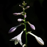 *** :: Леонид leo *** :: Леонид leo