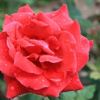 Цветок :: Аркадий Басович