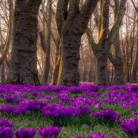 Начало марта. В городском парке, крокусы и платаны! :: Игорь Геттингер (Igor Hettinger) Начало марта. В городском парке, крокусы и платаны! :: Игорь Геттингер (Igor Hettinger)
