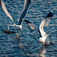 Взлетающие чайки :: Владимир Калеев