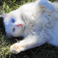 ... :: Сергей Ц