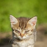 Котёнок :: Alex Bush Котёнок :: Alex Bush