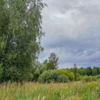 На опушке... :: Владимир Жданов