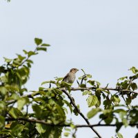 Июльские мгновения :: Serega  