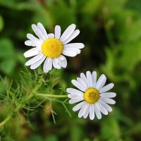 Ромашки-близняшки :: Светлана Ромашки-близняшки :: Светлана