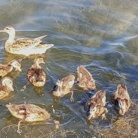 Серая утка :: Сапсан 