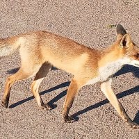 Лиса :: Сапсан 