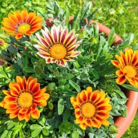 Цветы в саду. :: Владимир Зыбин Цветы в саду. :: Владимир Зыбин