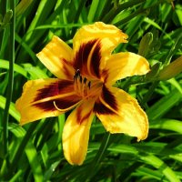 Городская лилия. :: Милешкин Владимир Алексеевич 