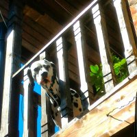 Защитник :: Натали 