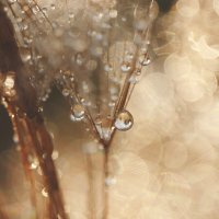 *** :: Елена Kазак (selena1965)