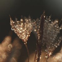 *** :: Елена Kазак (selena1965)