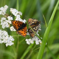 Бабочки :: Ольга 