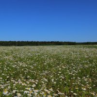 ромашковое  поле :: Владимир иванов
