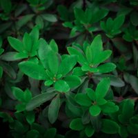 * :: Александр Иванов