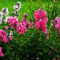 В саду :: Людмила Смородинская