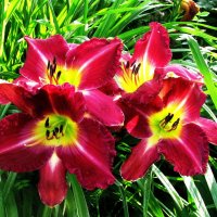 Во всей красе :: Людмила Смородинская