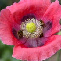 Доброе утро :: Юрий. Шмаков