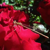 стрекоза :: Елена Шаламова стрекоза :: Елена Шаламова