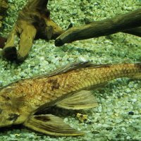 зоопарк Воронеж :: Елена Шаламова