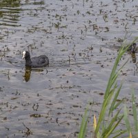 Лысуха с птенцом :: Сергей Цветков