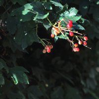 Калина созревает :: Юрий Гайворонскiий