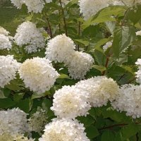 **** :: Елена Семигина