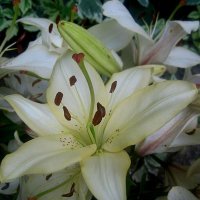 Ли... :: Елена Семигина