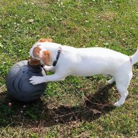 Маленький футболист. :: Ольга 