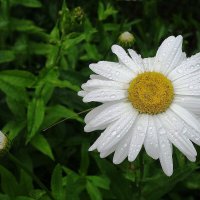 Ромашки :: Рита Симонова