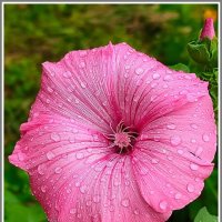 Красно солнышко :: Владимир Попов