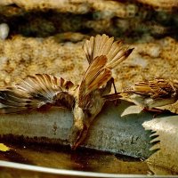 Воробей - почти домашняя птица...-) :: Николай Саржанов