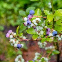 Голубика на даче :: Валерий Иванович Голубика на даче :: Валерий Иванович