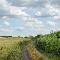 Просёлочная дорога... :: Надежда Куркина Просёлочная дорога... :: Надежда Куркина