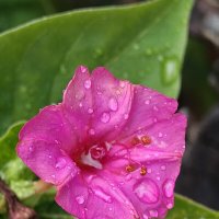 После дождя :: Валерий Ткаченко