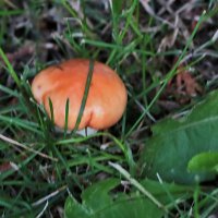 Грибок у дома :: Светлана 