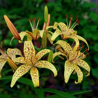 "Тигрицы" :: Светлана "Тигрицы" :: Светлана