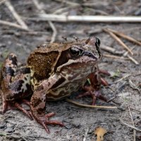 Кто из них пища? :: Борис Генкин